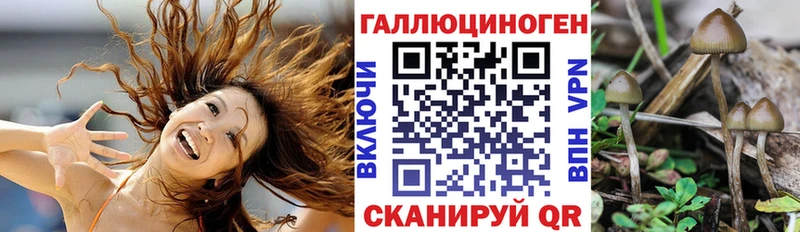 маркетплейс как зайти  Алексин  Галлюциногенные грибы Psilocybe  магазин   